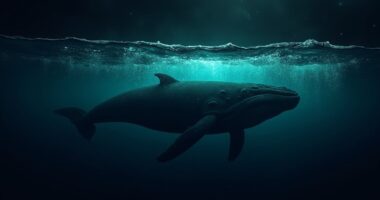 whales pause big transfers