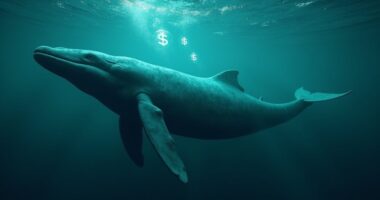 whale activity boosts dogecoin